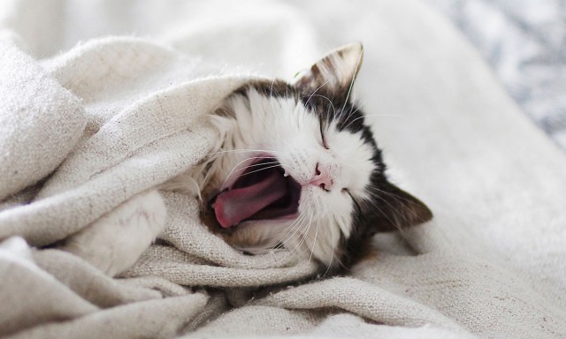 Коты и Кошки