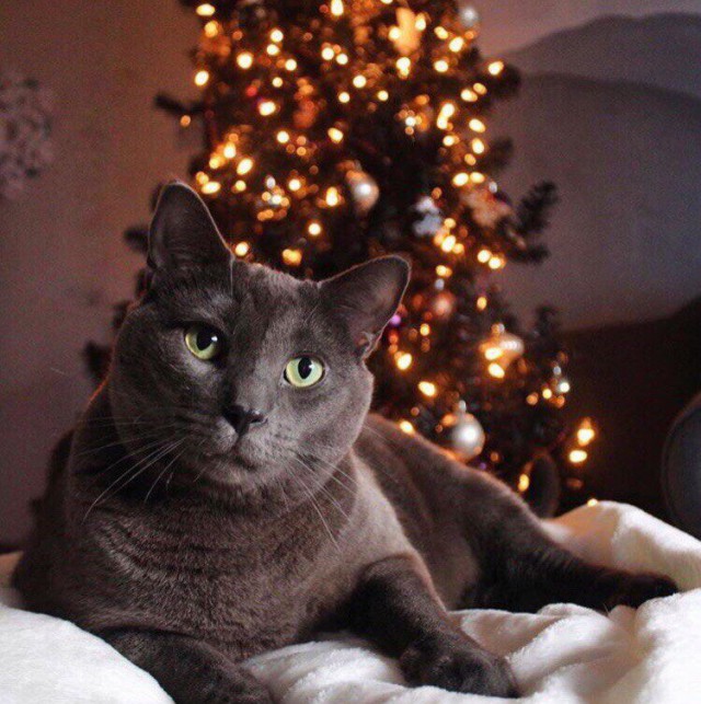 Коты и Кошки