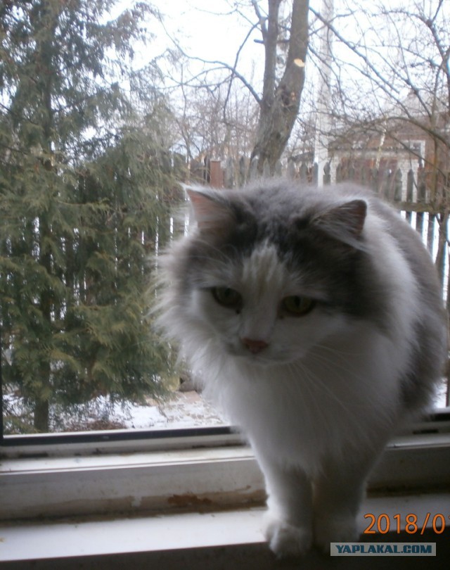 Котовторник 9.01.2018