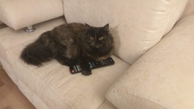 Вся красота беспородных кошек. Котовторнику посвящается.