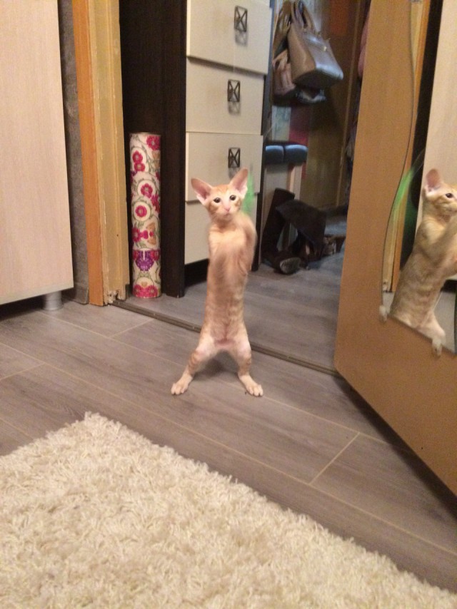 Котовторник