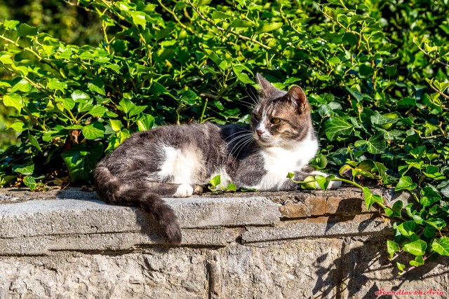 Крымские каникулы. Котовторник