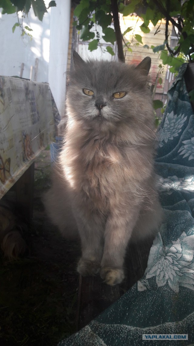 Котовторник  12.06.2018