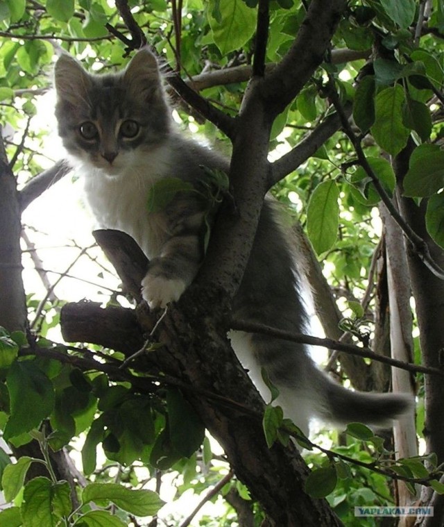 Котовторник на ЯПлакалъ (03.06), котята (31 шт)