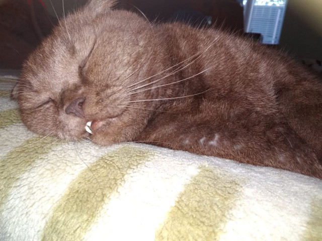 Котовторник 24.07.2018