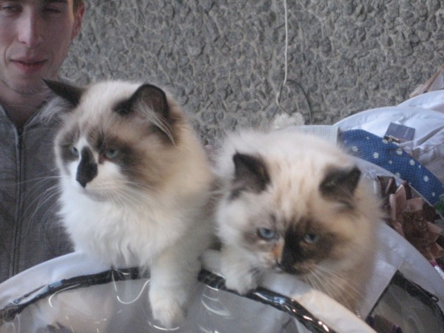 Котовторник 1.02.2011