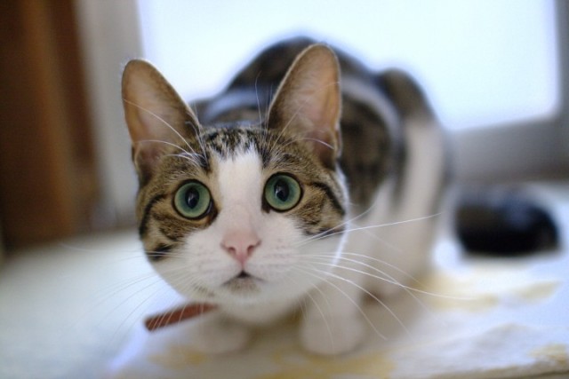 Котейкин вторник! Космический 12.04!