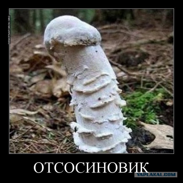 Удачный грибной сезон