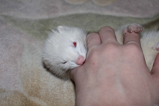 Котовторник в "КотоГетто"