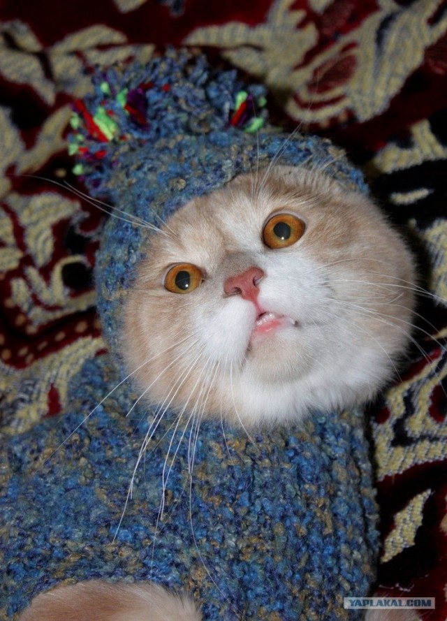 Котовторник 06.12.2011