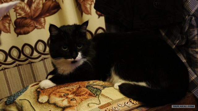 Котовторник 20.12.2011
