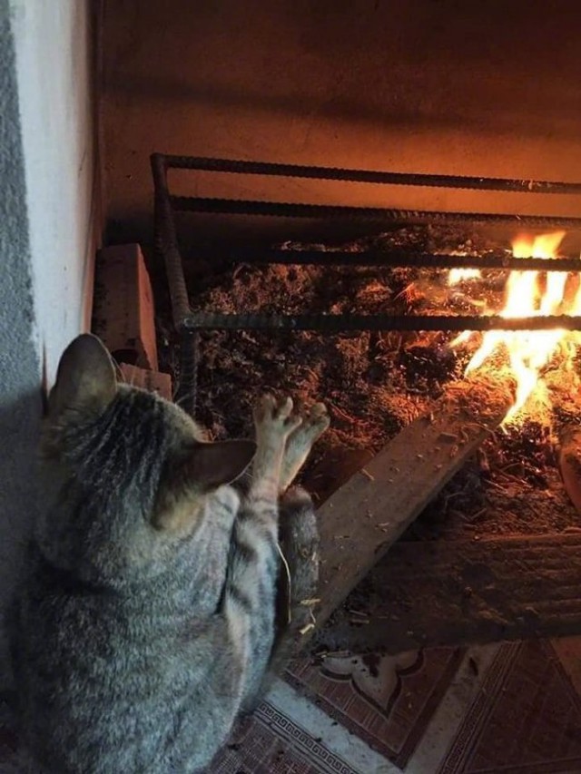 Прикольных котов пост