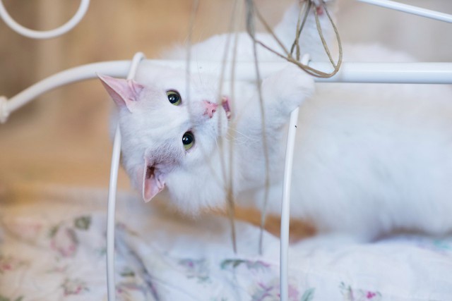 Прикольных котов пост