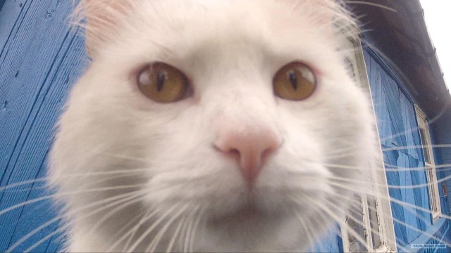 Котовторник  19.06.2012