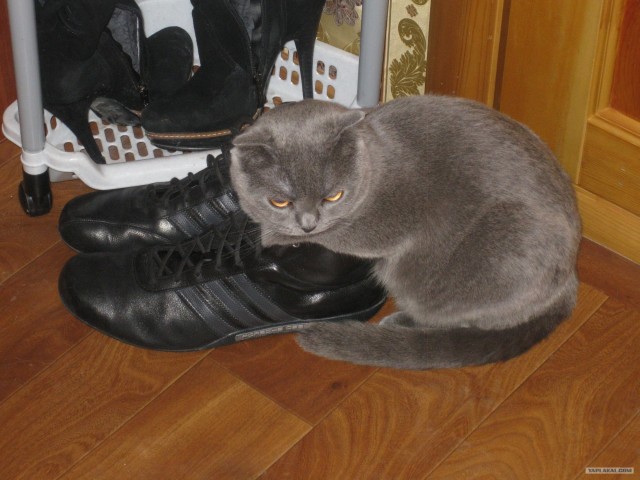 Котовторник 03 07 2012