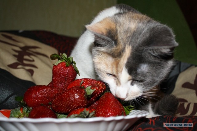 Котовторник  17.07.2012