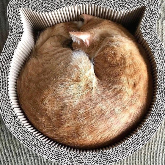 Прикольных котов пост