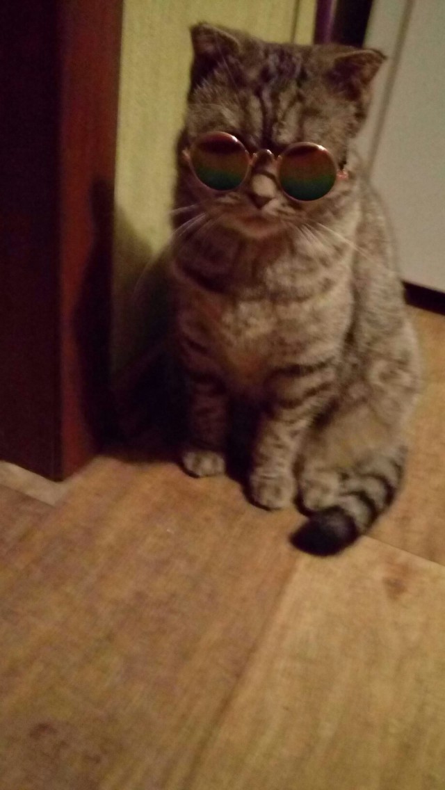 Живность из сети