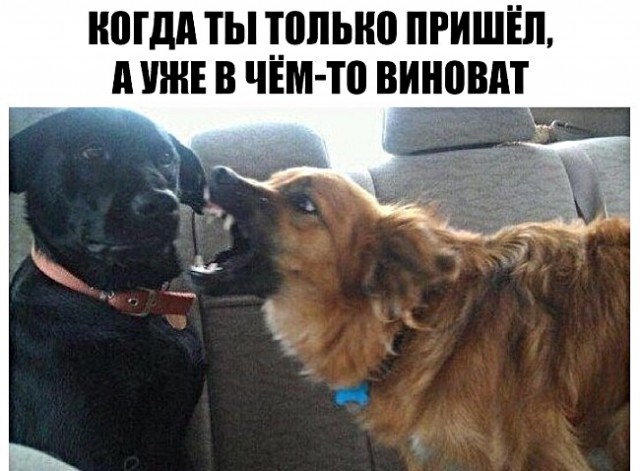 Анекдоты, истории и картинки с надписями