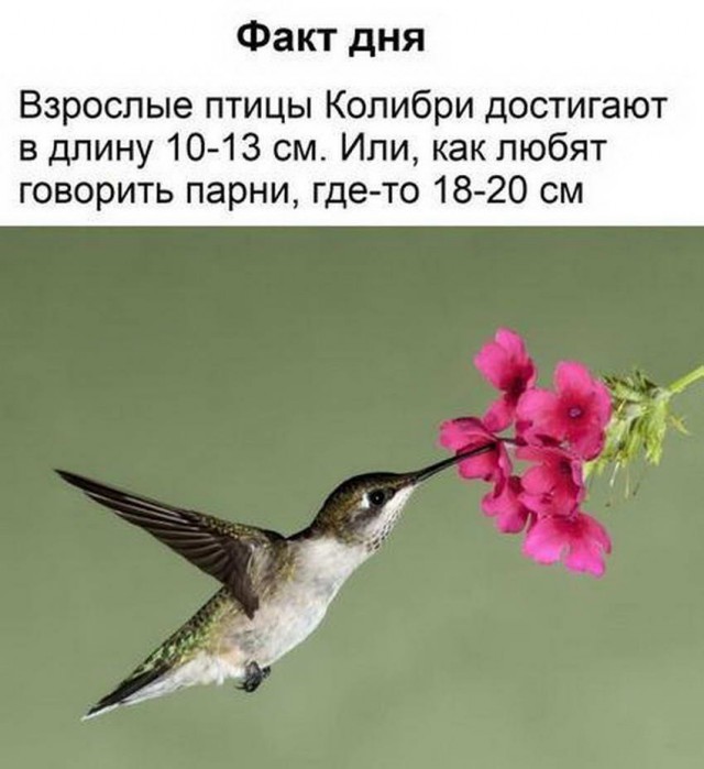 Одиночество в сети