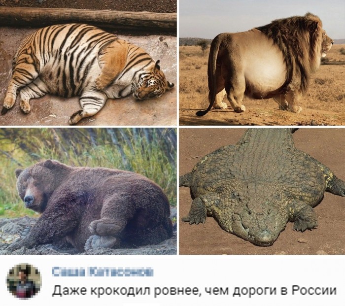 Смешные комментарии из социальных сетей 20.09.2019