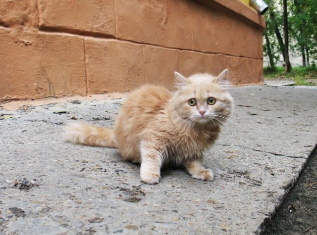 Забавные фото котеек