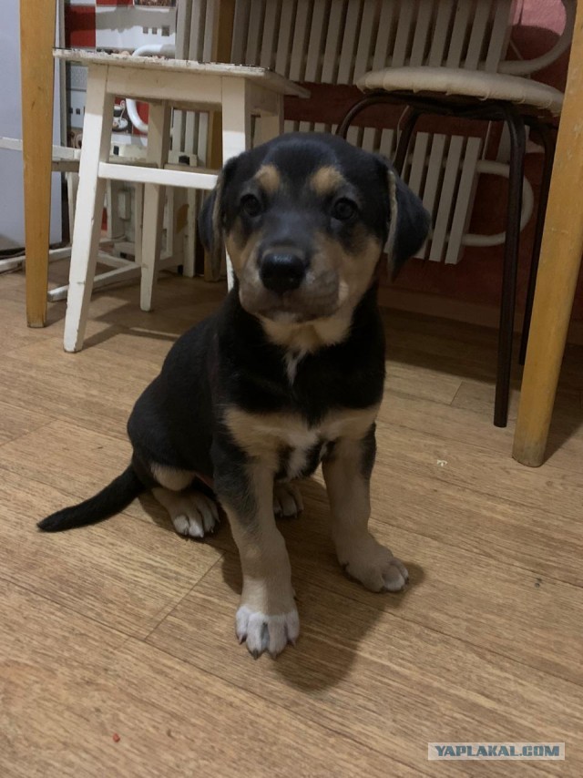 Ветеринар вернувший радость собаке с параличом
