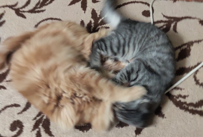 Котовторник *новогодний* 31/12/2019