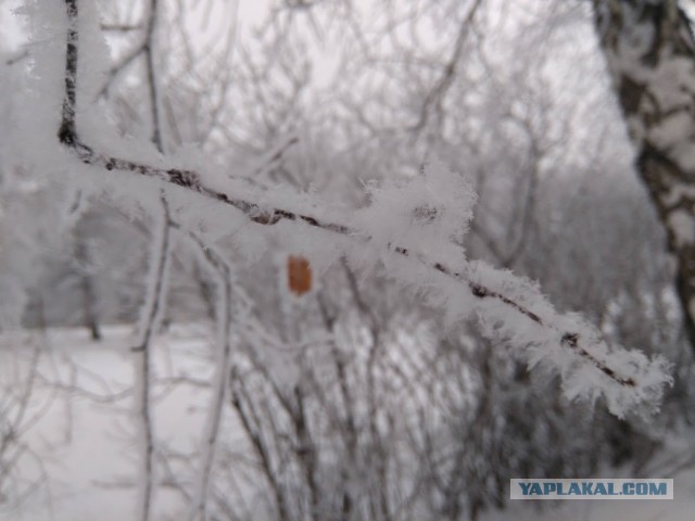 Немного зимних фото