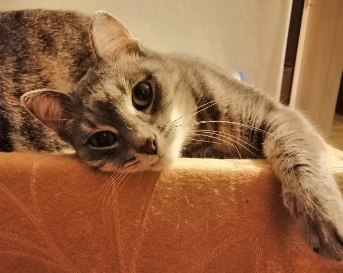 Котовторник 03.03.2020