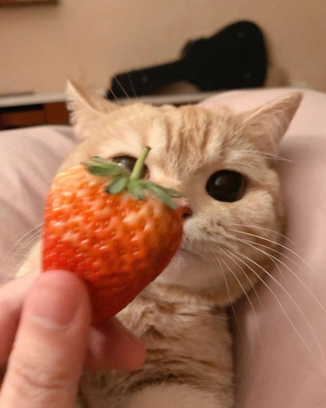 Забавные животные