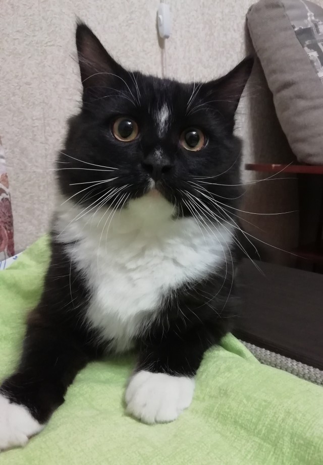 Котовторник 17.11.20