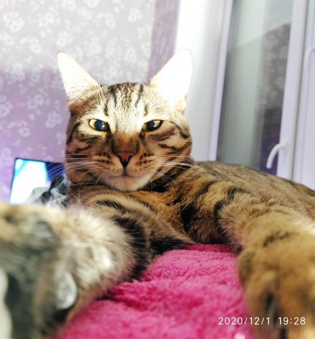 К - Котогеничность
