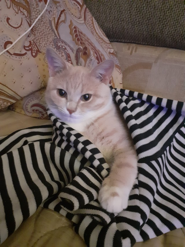 Котовторник!