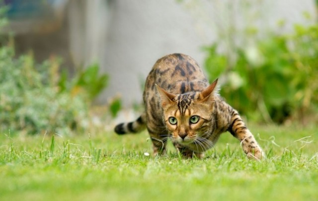 Бенгальская кошка: Порода, созданная из современных джунглиевых убийц. Любят воду, бесятся и охотятся целый день