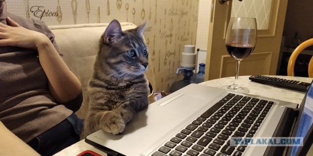 Вторник-кото