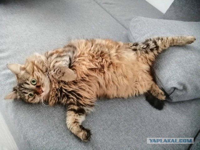 Мой самый первый КОТовторник!