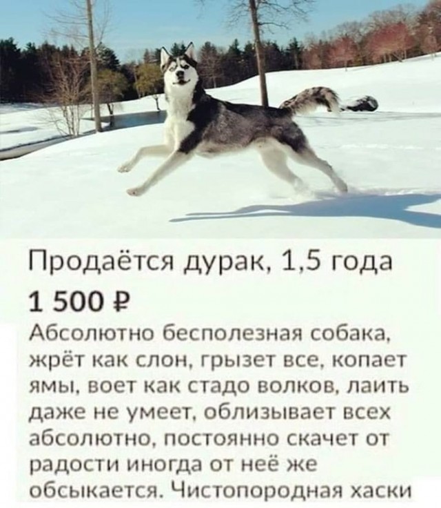 Хаски: Почему чистокровные собаки этой породы всё чаще оказываются на улице и в приютах?