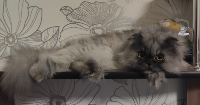 Котовторнику посвящается