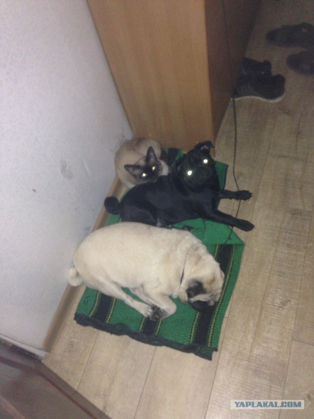 Как кошка с собакой