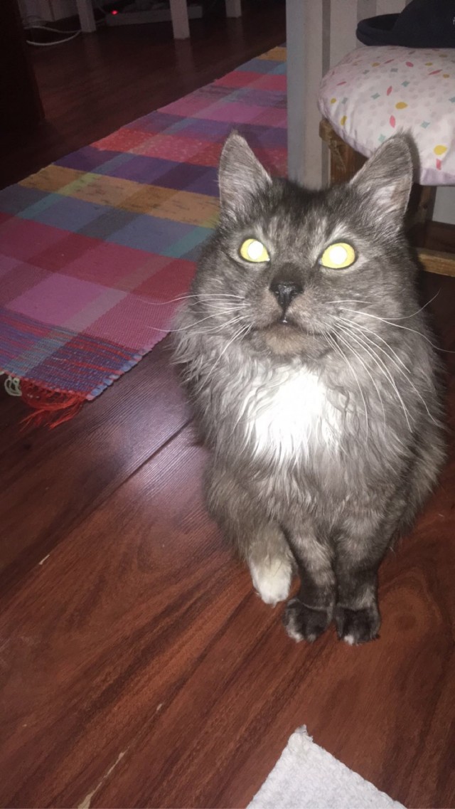 А это мой котан к котовторнику
