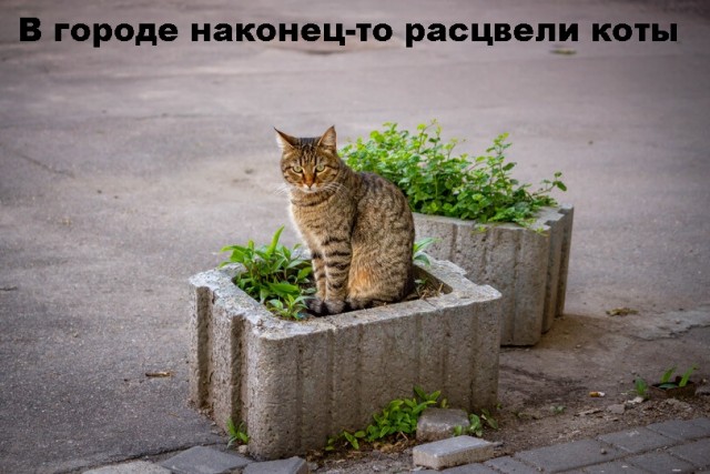 Картинки и мемы для настроения - 25