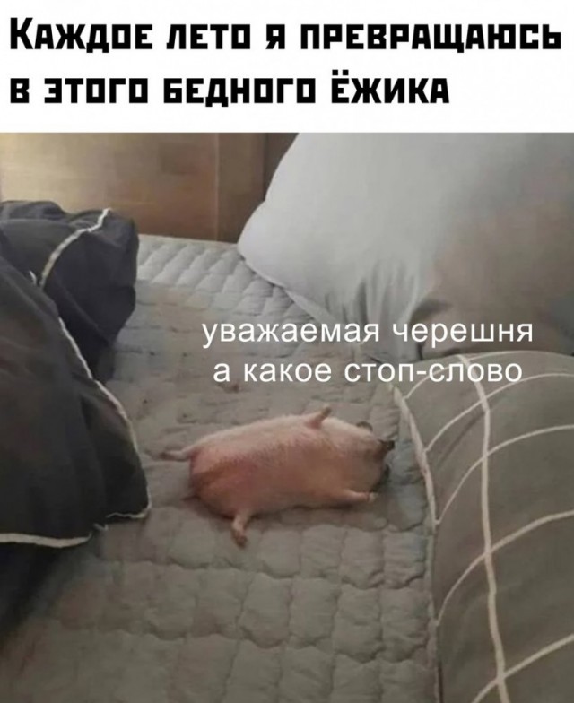 Юмор и приколы из социальных сетей