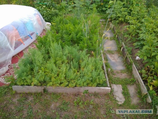 Дача! Ответ той девушке-дачнице, с фото и видео! Просто показываю