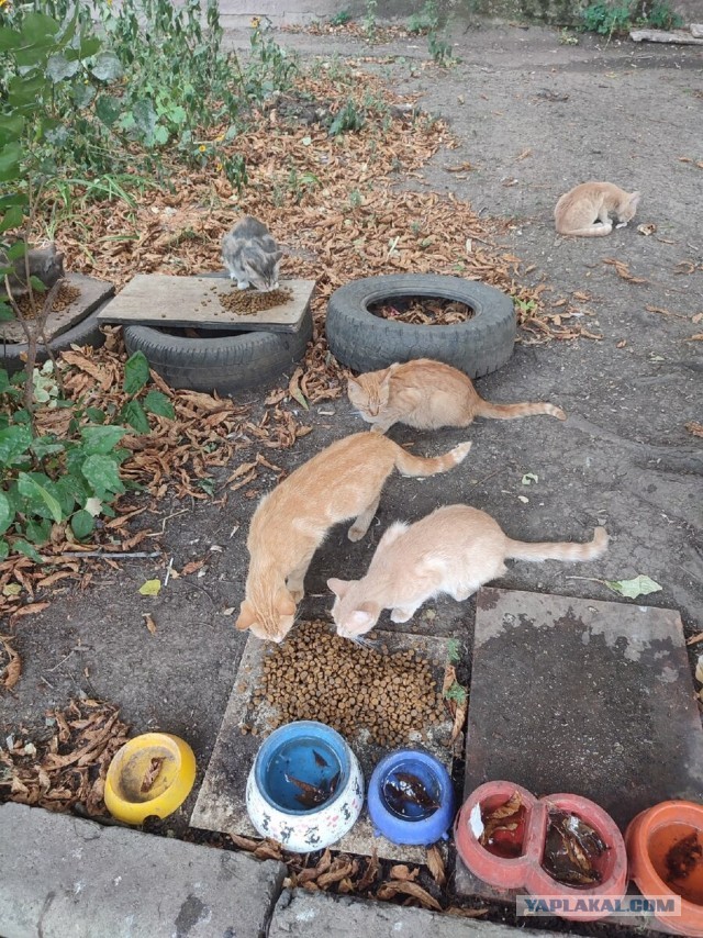 Котики в беде