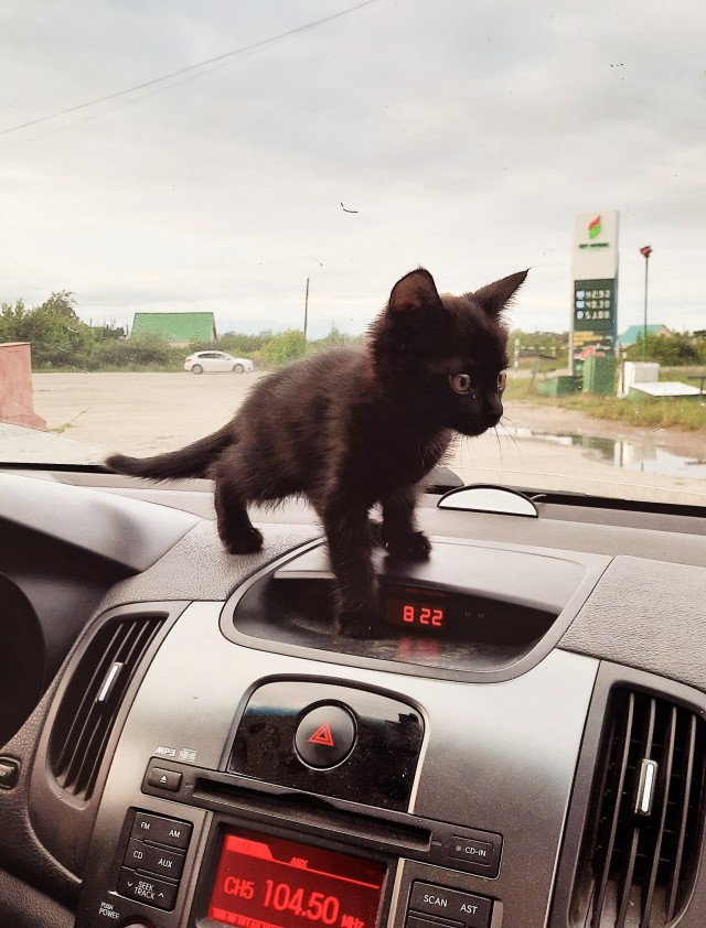 Купили дочке кота!