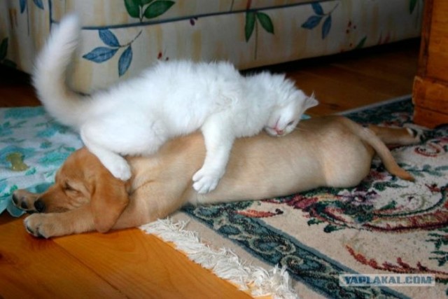 Что мне делать?Новосибирск-помогите.