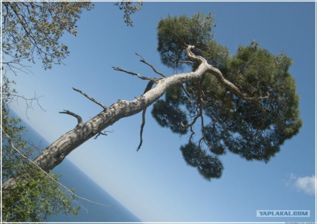 Крым. Мыс Ая. Деревья моря.