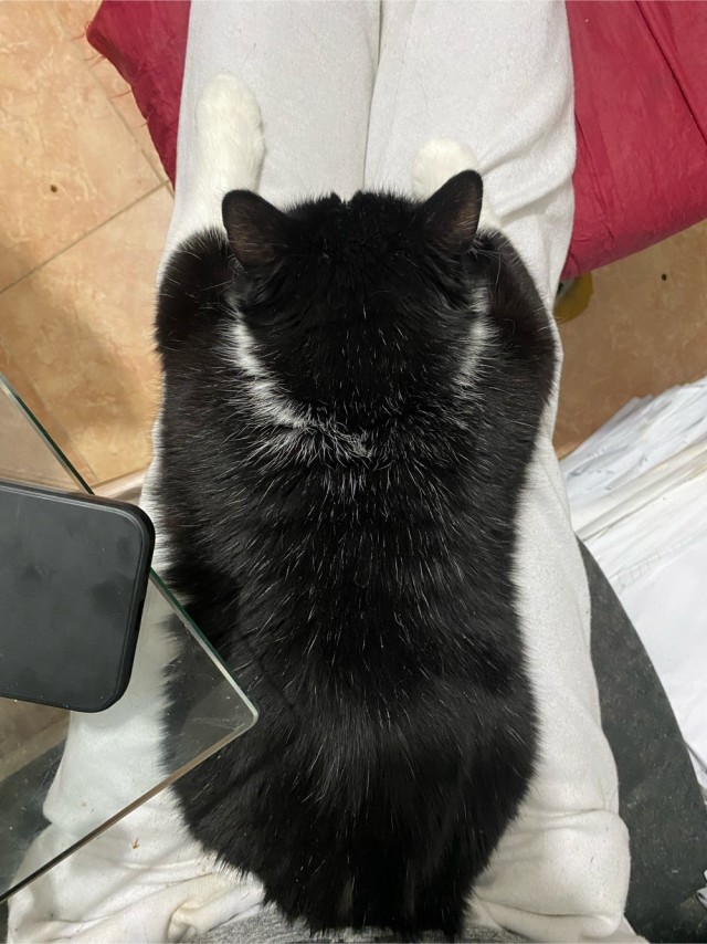 Котовторник 18.10.22
