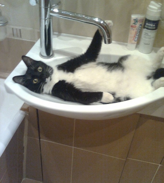 Котовторник прошел, а я не успел